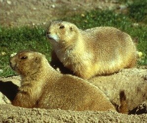 Prairie dogs