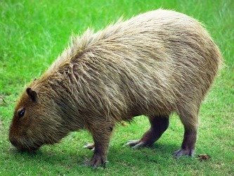 capybara