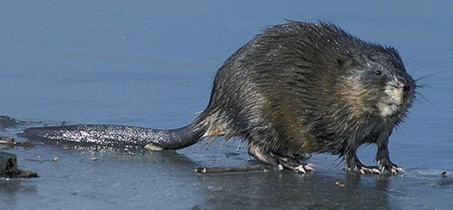 Muskrat