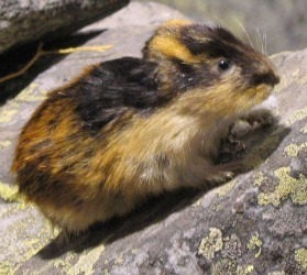 lemming