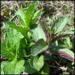side by side sprigs of KYC spearmint and Chocolate Peppermint