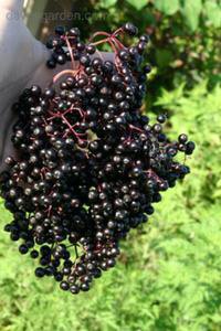 ripe elderberries