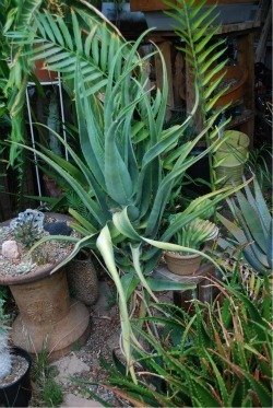 aloe munchii now