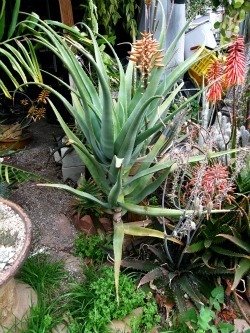 a munchii flowering