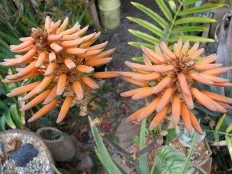 Aloe munchii flowers