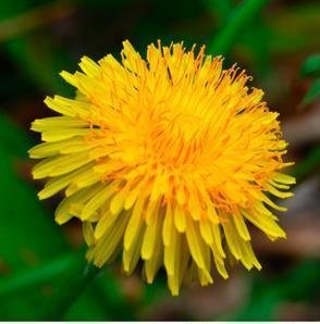 dandelion