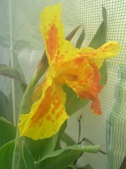 Canna cultivar Roma