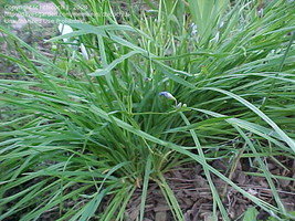 Foliage clump; image by chicochi3