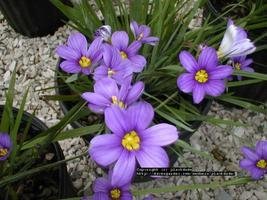 Sisyrinchium angustifolium 'Lucerne'