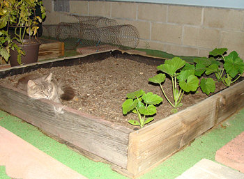 Wooden box filled with soil, squash plants, and a sleeping kitten