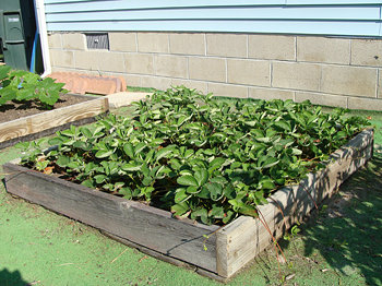 Garden box full of strawberry plants