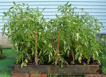 Tall, staked tomato plants overgrowing a garden box