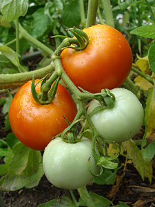 Cluster of four tomatoes ripening