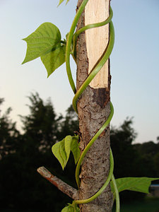 A Pole Bean twining around a tree branch set in the ground