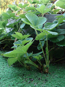 Strawberry runners rooting in green plastic artificial turf