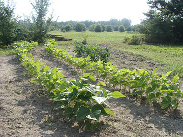 Two rows of sunlit Bush beans in a small garden