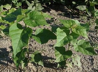 Two young Catalpa trees in garden row