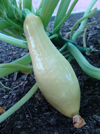 Plump, yellow summer squash ready to be picked