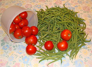 Plastic bucket of red tomatoes spilling onto a pile of green beans on a table