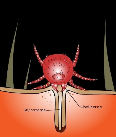 Graphic of chigger feeding and stylostome