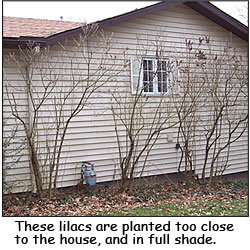 Neglected Lilacs