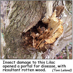 Rotten wood