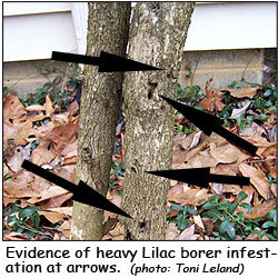 Lilac Borer Holes