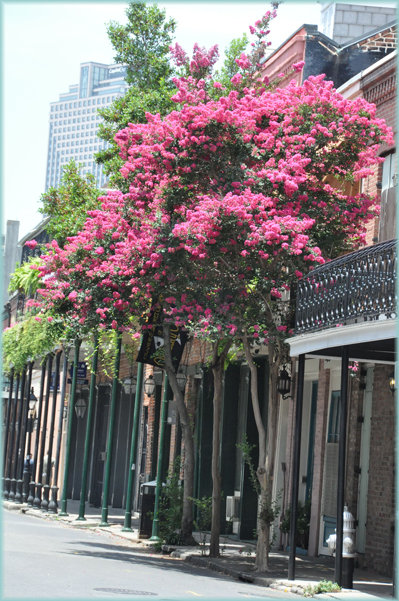 Crepe Myrtles in June, NOLA