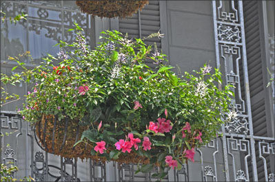 Hot pink Mandevilla, The French Quarter, NOLA