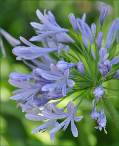 Agapanthus campanulatus