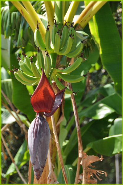 Flowering Banana (genus:Musa, unknown species & cultivar)
