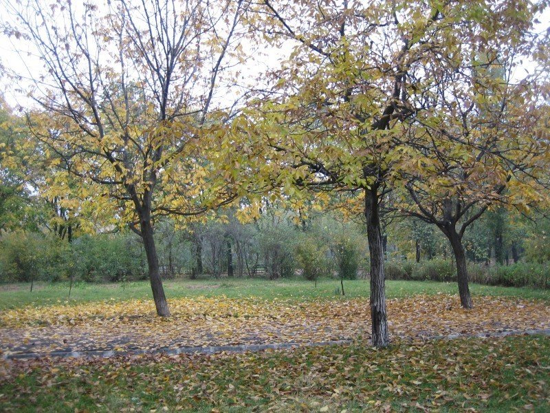 Walnut trees in the park during the fall