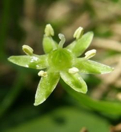 Bowiea volubilis flower