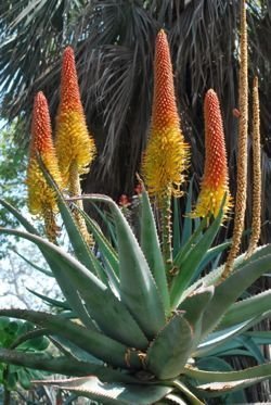 Aloe africana flowers