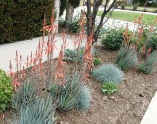 Aloe California