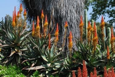 Aloe africana