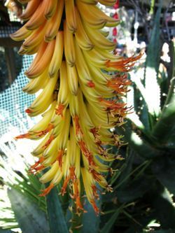 Aloe africana flowersclose