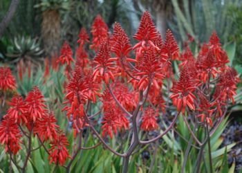 Aloe debrana closer