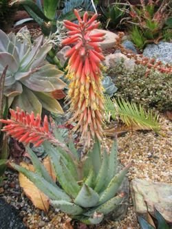 Aloe claviflora