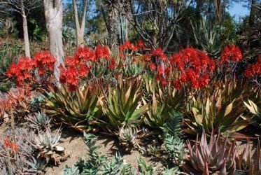 Aloe debrana