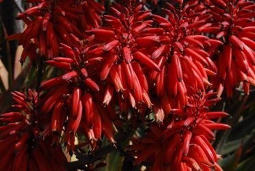 Aloe debrana close up