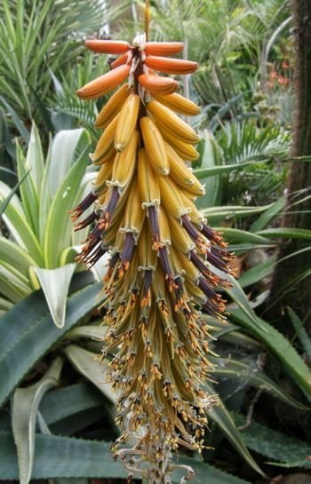 Aloe petricola