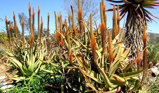 Aloe spicata