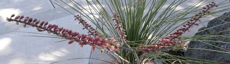 Aloe globulogemma