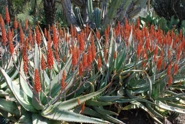 Aloe camperi Cornuta