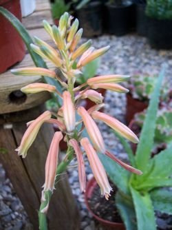 Aloe aristata