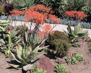 Aloe striata