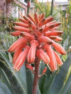 Aloe umfoloziensis