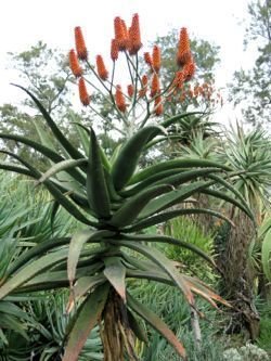 Aloe excelsa