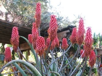 Aloe excelsa mine